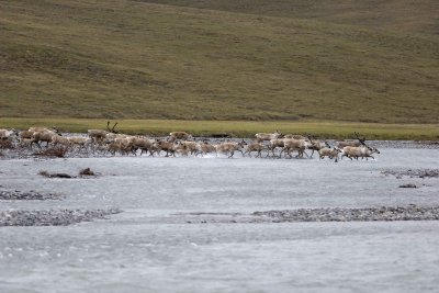 Caribou, Herd, crossing river-062809-ANWR, Aichilik River, AK-#0019.jpg