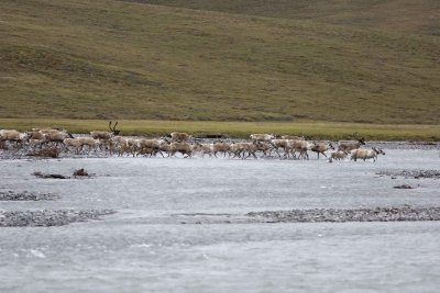 Caribou, Herd, crossing river-062809-ANWR, Aichilik River, AK-#0021.jpg