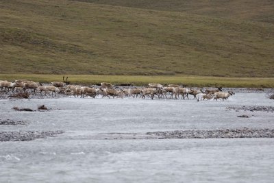 Caribou, Herd, crossing river-062809-ANWR, Aichilik River, AK-#0022.jpg
