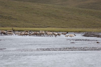 Caribou, Herd, crossing river-062809-ANWR, Aichilik River, AK-#0025.jpg