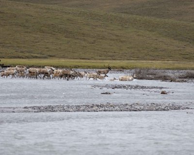 Caribou, Herd, crossing river-062809-ANWR, Aichilik River, AK-#0029.jpg