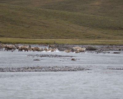 Caribou, Herd, crossing river-062809-ANWR, Aichilik River, AK-#0031.jpg