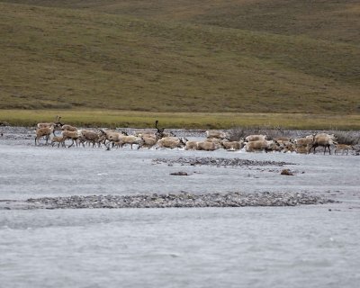 Caribou, Herd, crossing river-062809-ANWR, Aichilik River, AK-#0033.jpg