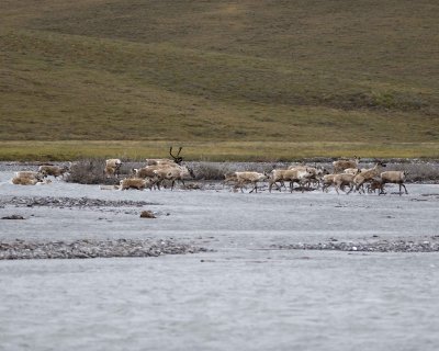 Caribou, Herd, crossing river-062809-ANWR, Aichilik River, AK-#0036.jpg