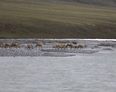Caribou, Herd, crossing river-062809-ANWR, Aichilik River, AK-#0038.jpg