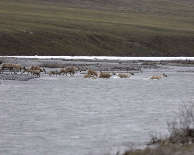 Caribou, Herd, crossing river-062809-ANWR, Aichilik River, AK-#0040.jpg
