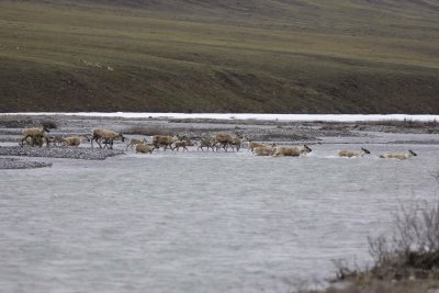 Caribou, Herd, crossing river-062809-ANWR, Aichilik River, AK-#0041.jpg