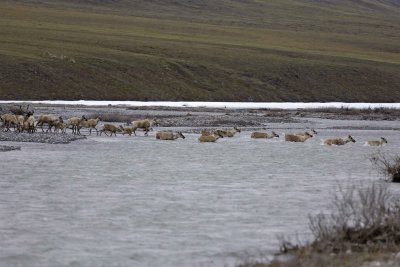 Caribou, Herd, crossing river-062809-ANWR, Aichilik River, AK-#0043.jpg