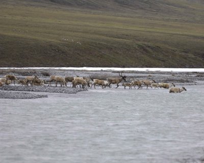 Caribou, Herd, crossing river-062809-ANWR, Aichilik River, AK-#0045.jpg