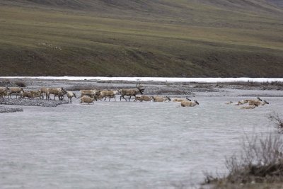 Caribou, Herd, crossing river-062809-ANWR, Aichilik River, AK-#0046.jpg