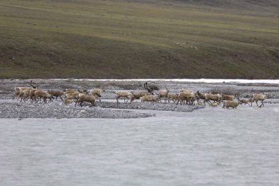Caribou, Herd, crossing river-062809-ANWR, Aichilik River, AK-#0047.jpg