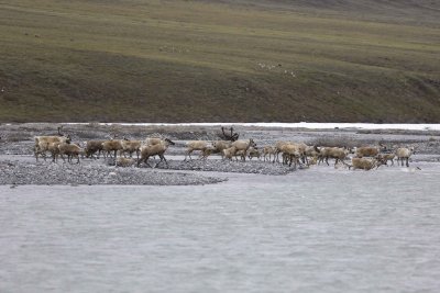 Caribou, Herd, crossing river-062809-ANWR, Aichilik River, AK-#0048.jpg