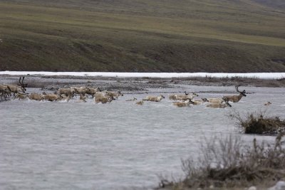 Caribou, Herd, crossing river-062809-ANWR, Aichilik River, AK-#0049.jpg