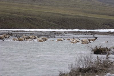 Caribou, Herd, crossing river-062809-ANWR, Aichilik River, AK-#0051.jpg