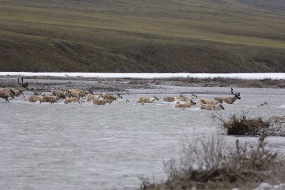 Caribou, Herd, crossing river-062809-ANWR, Aichilik River, AK-#0052.jpg