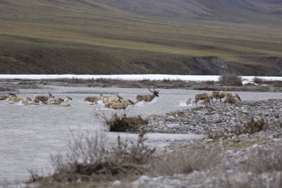 Caribou, Herd, crossing river-062809-ANWR, Aichilik River, AK-#0054.jpg