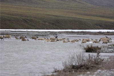 Caribou, Herd, crossing river-062809-ANWR, Aichilik River, AK-#0055.jpg