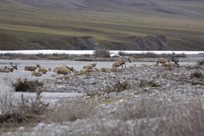 Caribou, Herd, crossing river-062809-ANWR, Aichilik River, AK-#0058.jpg