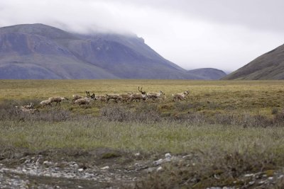 Caribou, Herd, moving up onto tundra-062809-ANWR, Aichilik River, AK-#0068.jpg