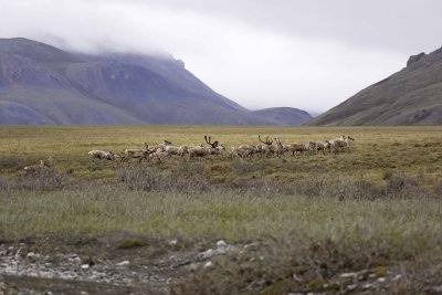 Caribou, Herd, moving up onto tundra-062809-ANWR, Aichilik River, AK-#0070.jpg