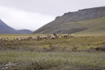 Caribou, Herd, moving up onto tundra-062809-ANWR, Aichilik River, AK-#0073.jpg
