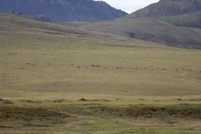 Caribou, Herd, on tundra-062809-ANWR, Aichilik River, AK-#0460.jpg