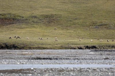 Caribou, Herd, on tundra-062809-ANWR, Aichilik River, AK-#0676.jpg