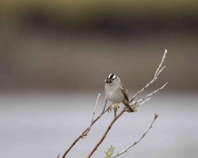 Sparrow, White-Crowned, w mouthful of flys-062609-ANWR, Aichilik River, AK-#0927.jpg