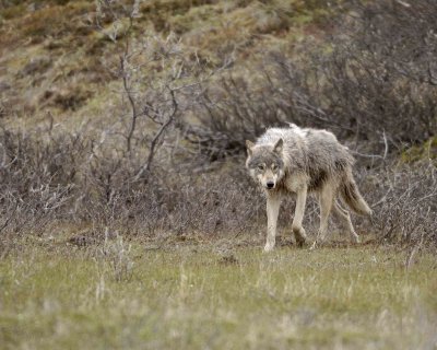 Wolf, Gray-062609-ANWR, Aichilik River, AK-#0637.jpg