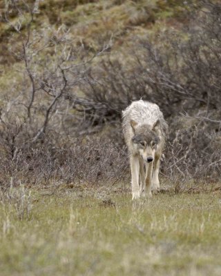 Wolf, Gray-062609-ANWR, Aichilik River, AK-#0639.jpg