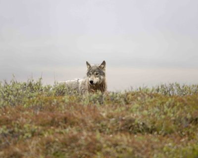 Wolf, Gray-062609-ANWR, Aichilik River, AK-#0662.jpg