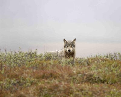 Wolf, Gray-062609-ANWR, Aichilik River, AK-#0663.jpg