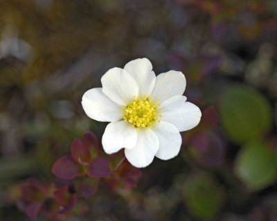 Mountain Avens (Dryas)-062509-ANWR, Aichilik River, AK-#0776.jpg