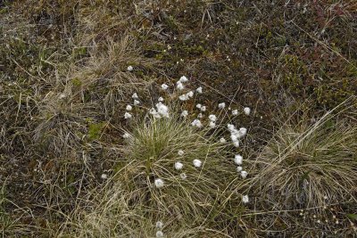 Arctic Tundra-062709-ANWR, Aichilik River, AK-#0119.jpg