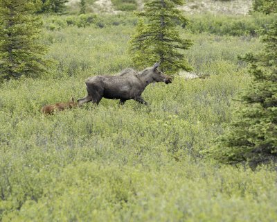 Moose, Cow & Calf-063009-Denali National Park, AK-#0096.jpg