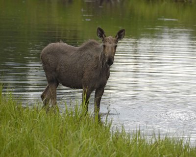 Moose, Cow, water feeding-062309-Chena Hot Springs Road, Alaska-#0047.jpg