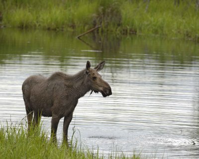 Moose, Cow, water feeding-062309-Chena Hot Springs Road, Alaska-#0094.jpg