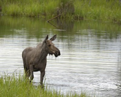 Moose, Cow, water feeding-062309-Chena Hot Springs Road, Alaska-#0095.jpg