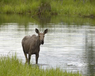 Moose, Cow, water feeding-062309-Chena Hot Springs Road, Alaska-#0126.jpg