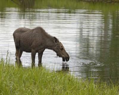 Moose, Cow, water feeding-062309-Chena Hot Springs Road, Alaska-#0154.jpg