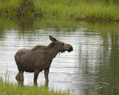 Moose, Cow, water feeding-062309-Chena Hot Springs Road, Alaska-#0183.jpg