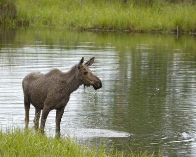 Moose, Cow, water feeding-062309-Chena Hot Springs Road, Alaska-#0215.jpg