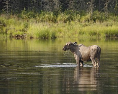 Moose, Cow, water feeding-070409-Chena Hot Springs Road, Alaska-#0649.jpg