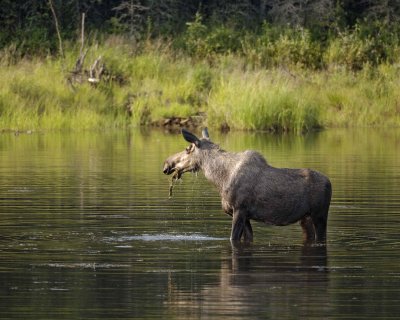 Moose, Cow, water feeding-070409-Chena Hot Springs Road, Alaska-#0683.jpg