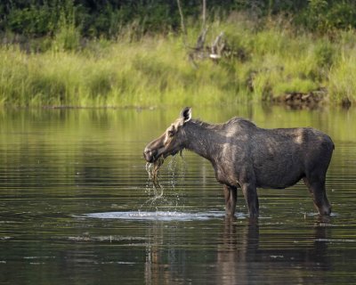 Moose, Cow, water feeding-070409-Chena Hot Springs Road, Alaska-#0715.jpg