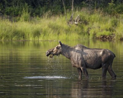 Moose, Cow, water feeding-070409-Chena Hot Springs Road, Alaska-#0731.jpg