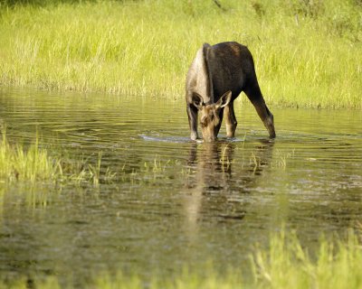 Moose, Cow, water feeding-070409-Chena Hot Springs Road, Alaska-#0825.jpg