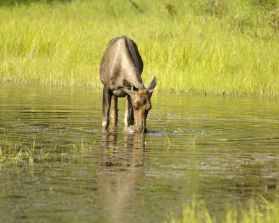 Moose, Cow, water feeding-070409-Chena Hot Springs Road, Alaska-#0831.jpg