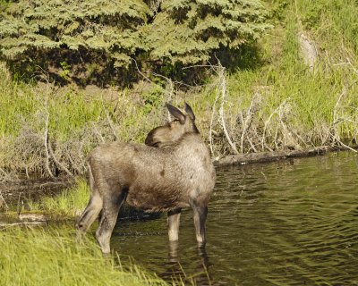 Moose, Cow-062109-Chena Hot Springs Road, Alaska-#0172.jpg