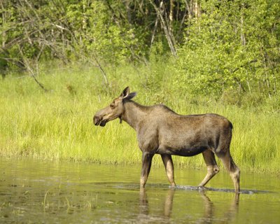Moose, Cow-070409-Chena Hot Springs Road, Alaska-#0808.jpg